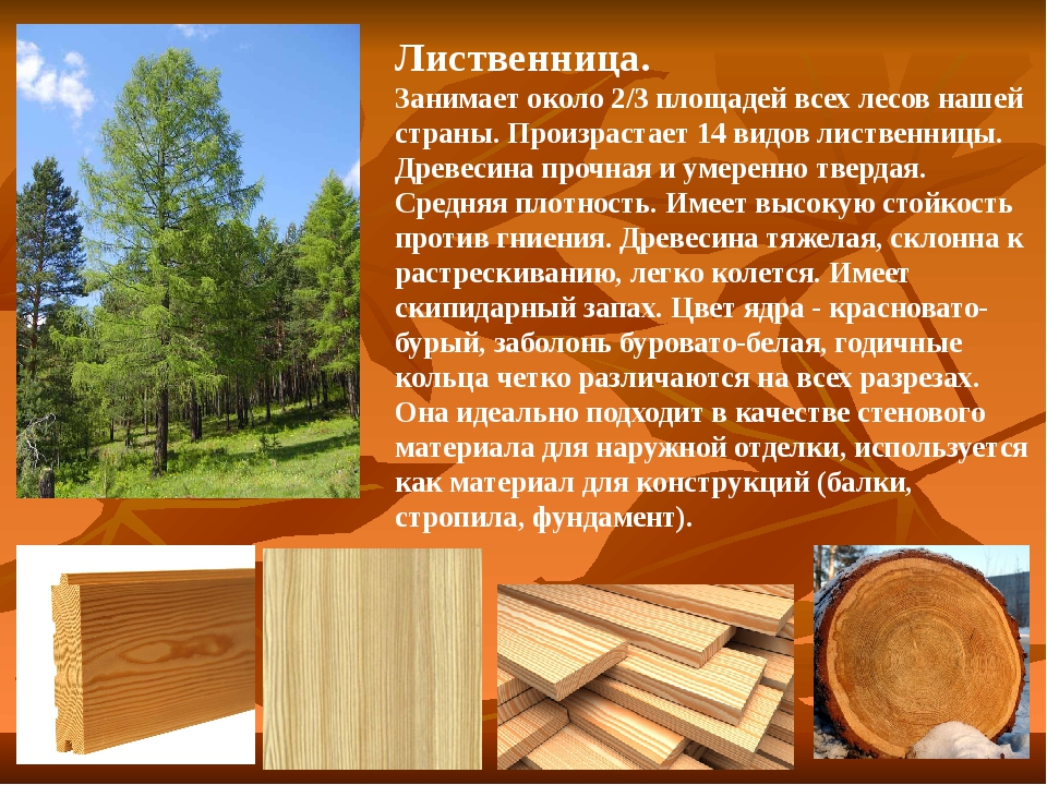 Дерево для бани и сауны: выбираем древесину для строительства и отделки бани, а также средства, чем обработать материал