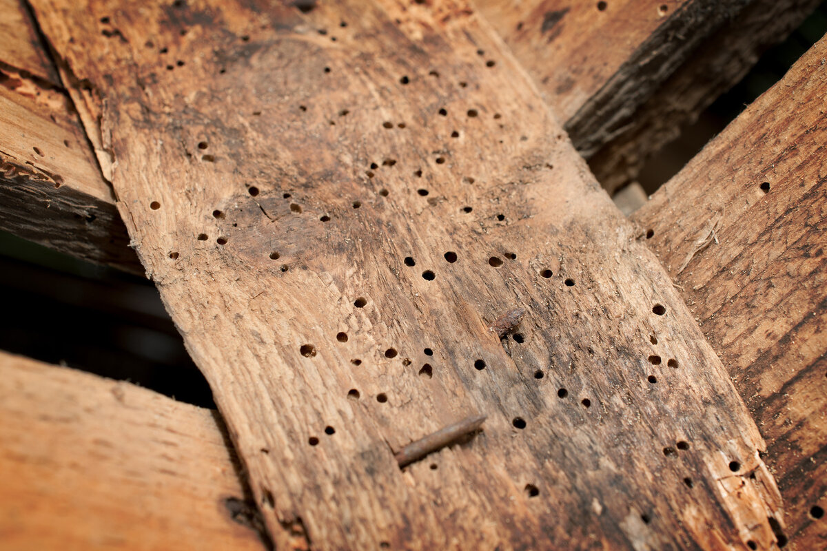 Защита древесины от влаги, огня, насекомых и гниения: обзор средств