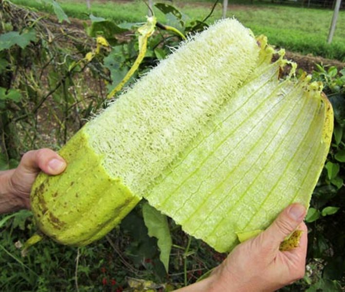 Мочалка растительная мочалка в выращивании выращивание, применение