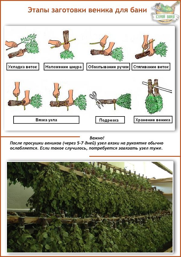 Дубовые веники (23 фото): польза и вред веников для бани, из канадского дуба и другого, время заготовки, как хранить и сушить