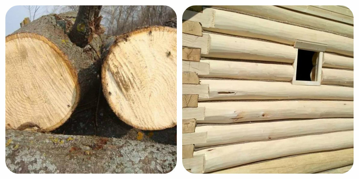 Из какого дерева лучше строить баню: обзор пород древесины