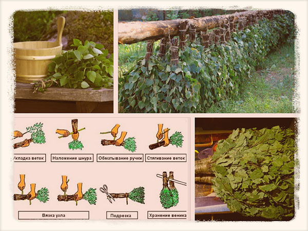 Когда заготавливают березовые, дубовые и липовые веники для бани: в какие сроки происходит заготовка веников
