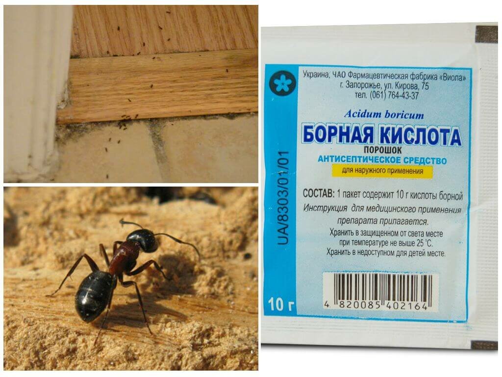 Как избавиться от муравьев в бане: химические средства и народные рецепты