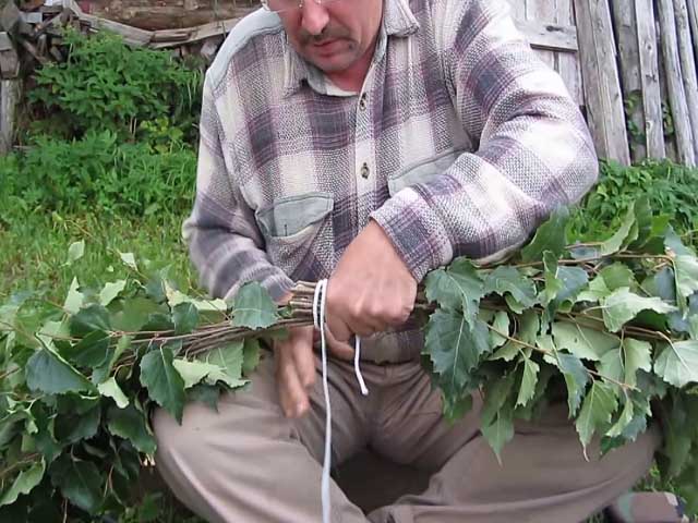 Заготовка березовых веников для бани