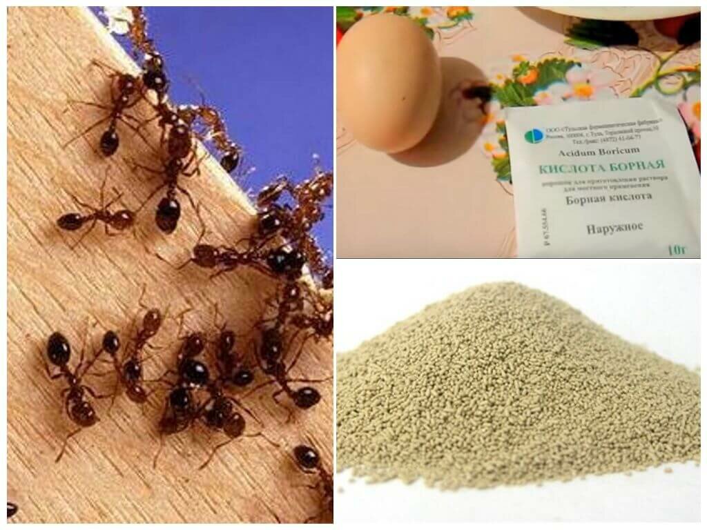 Как избавиться от муравьёв в бане