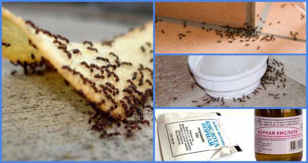 Почему муравьям нравится селиться в бане, и как от них избавиться