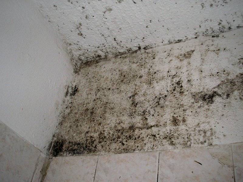 Плесень на стене в квартире: что делать и как уничтожить грибок