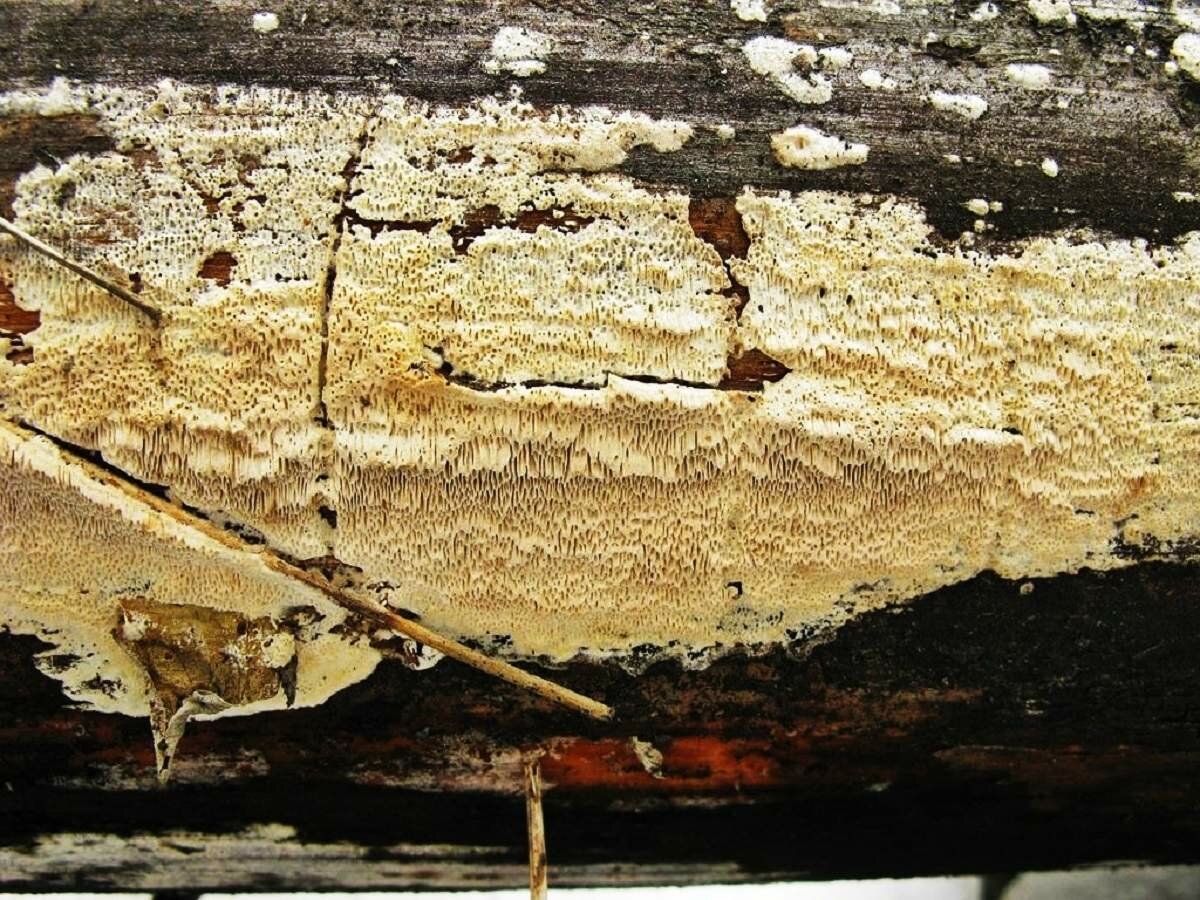 Обработка древесины от грибка и плесени