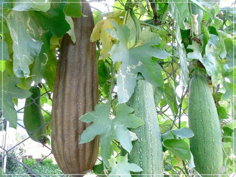 Растение люффа (фото) - выращивание на мочалку | сайт о саде, даче и комнатных растениях.