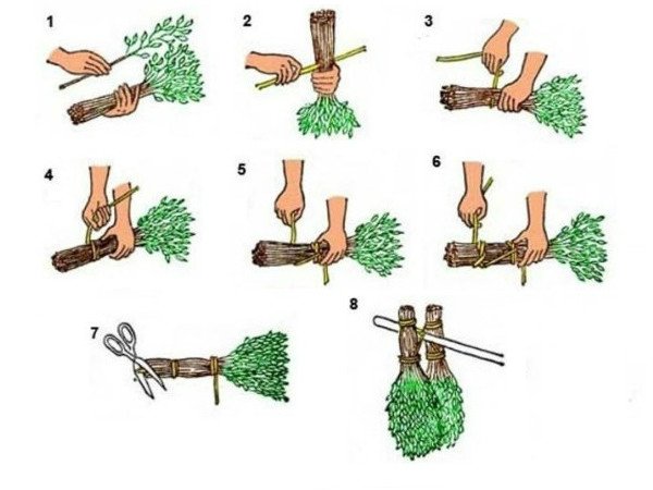 Когда заготавливают березовые, дубовые и липовые веники для бани: в какие сроки происходит заготовка веников