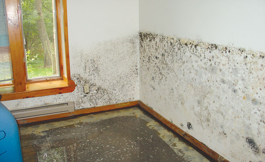 Как удалить плесень со стен в квартире и доме: 25 химических и народных средств