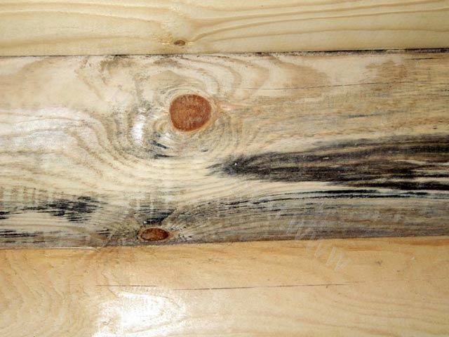 Обработка бани от плесени и грибка: как избавиться, средство для дерева