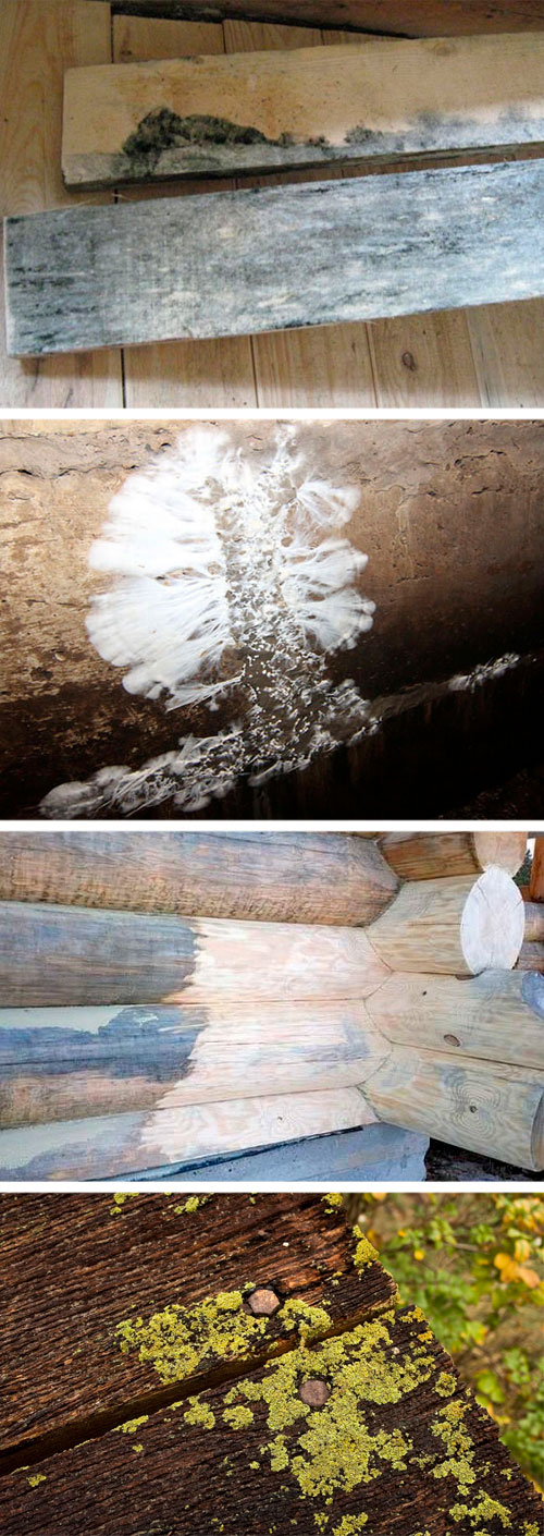 Чем вывести грибок в бане с деревянных стен и пола - химические и народные средства