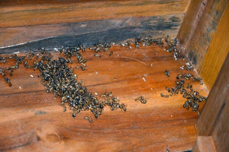 Как избавиться от муравьев в бане: чем можно вывести, народные средства