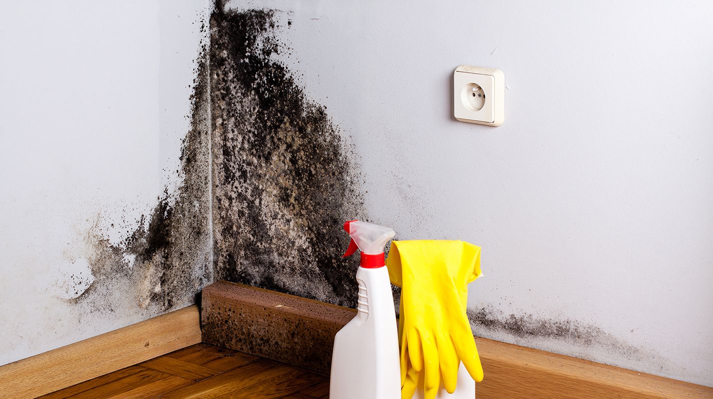 Чем опасна плесень и грибок на стенах в квартире для здоровья человека