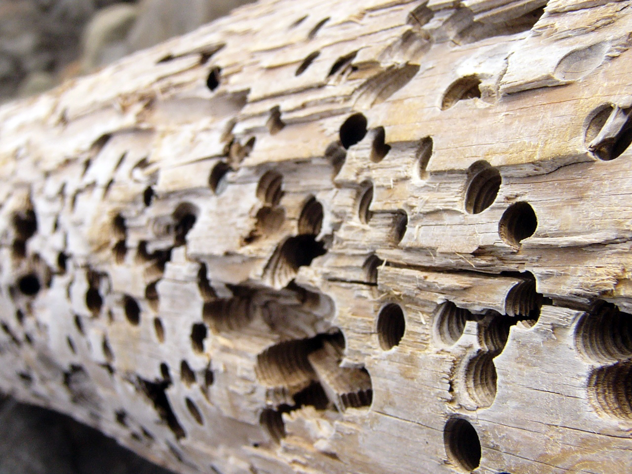 Защита древесины от грибов и насекомых. совремнные технологии