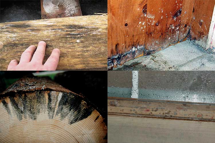 Как убрать плесень с деревянных поверхностей? уничтожение спор грибка