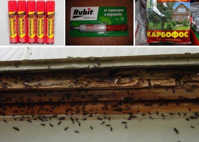 Как избавиться от муравьев в бане