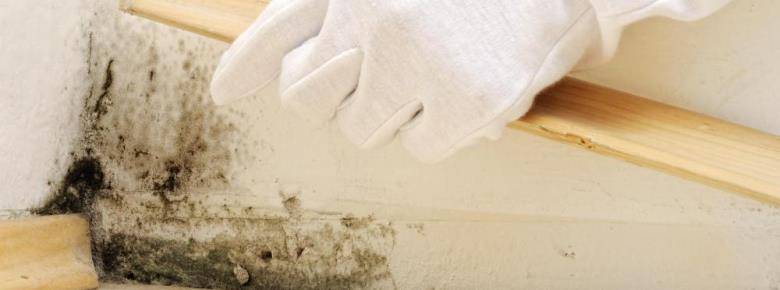 Как вывести грибок на стене в квартире, эффективно раз и навсегда