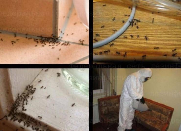 Как можно быстро избавиться муравьев, которые завелись в бане