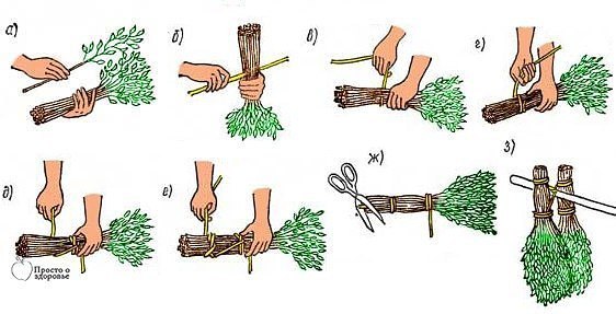 Как делать веники для бани - все самое важное: когда и как заготавливать, как правильно срезать и связать