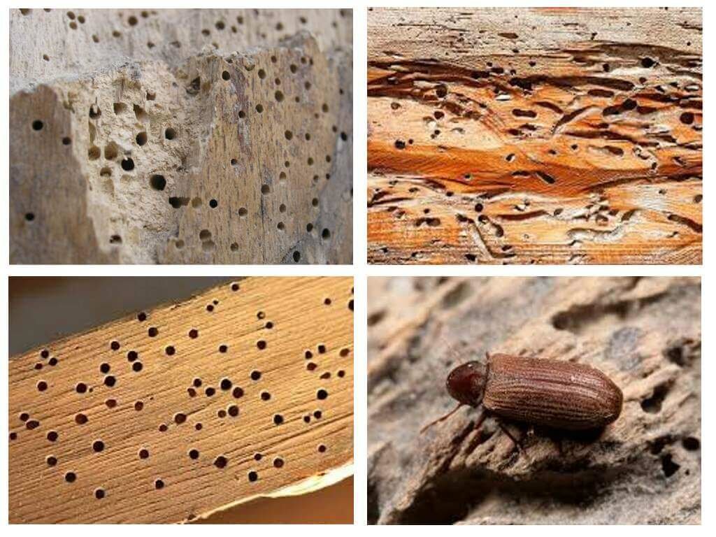 Вредители древесины: видео-инструкция по выбору своими руками, особенности защиты, обработки дерева в доме от насекомых, какие бывают, цена, фото