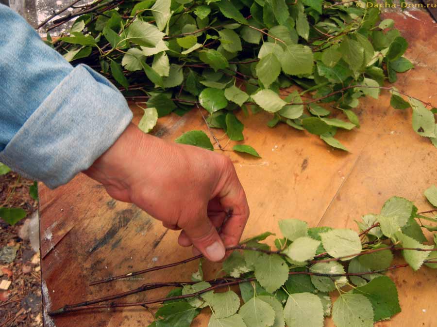 Заготовить и связать березовые веники для бани - как и когда | сайт о саде, даче и комнатных растениях.