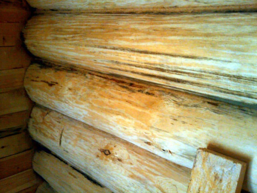 Как убрать плесень с деревянных поверхностей: обзор лучших способов