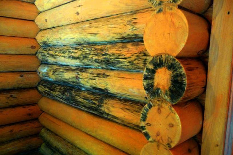 Обработка древесины от грибка и плесени
