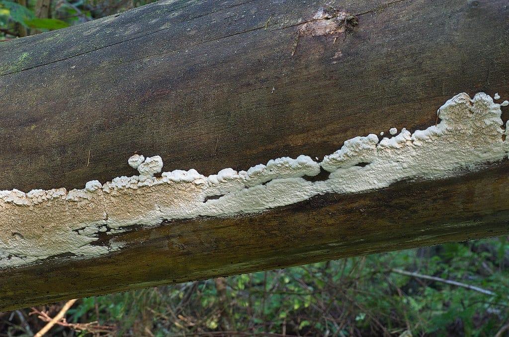 Избавление от грибка в бане — профилактика и эффективные способы борьбы с плесенью