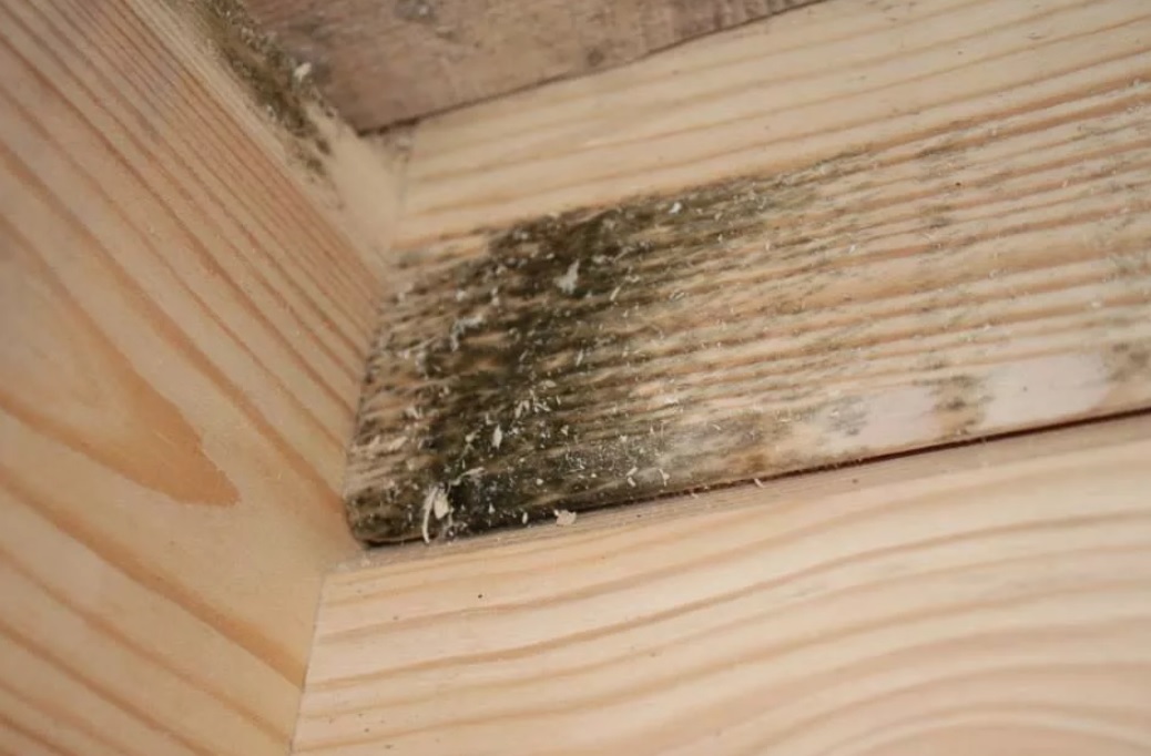 Грибок под деревянным полом – как избавиться раз и навсегда